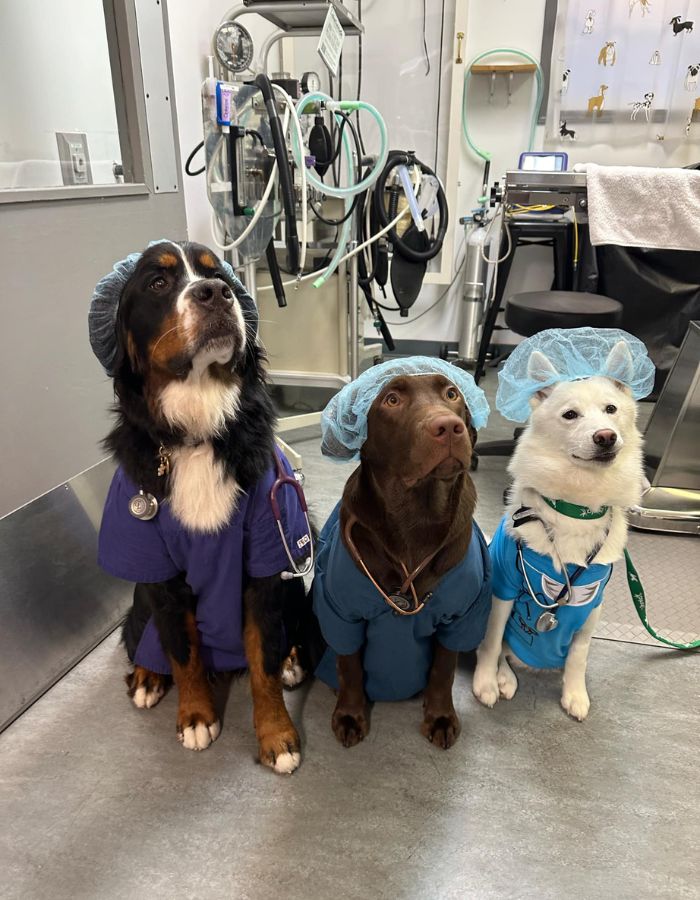 Three dogs in scrubs and head covers posing in a veterinary clinic